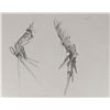 Image 1 : Edward Scissorhands