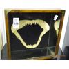 Image 1 : Shadow Box w/Shark Teeth