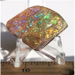 22MM X 24MM FAN SHAPED AMMOLITE GEMSTONE