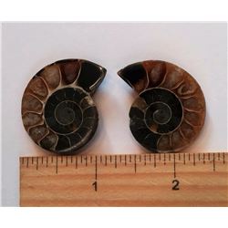 MATCHED SET OF AMMOLITE FOSSIL SPECIMENS