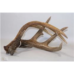 PAIR OF ANTLER SHEDS, GREAT FOR HUNTING!