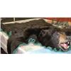 Image 1 : LARGE 64" X 68" BLACK BEARSKIN RUG