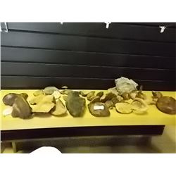 SHELF ASSORTED TREE FUNGI - LARGE AND MED AND SMALL