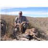 Image 1 : New Mexico Aoudad (Guided)