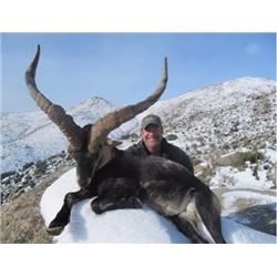 Spanish Ibex Hunt (Madrid)