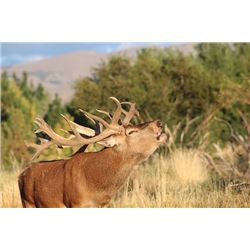 Argentina Red Stag