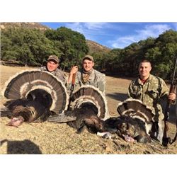 Gould's Turkey in Sonora Mexico