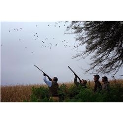 Argentina High Volume Dove Hunt