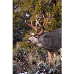 Navajo Trophy Deer Permit