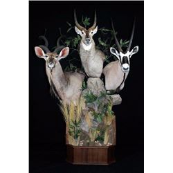 Reflections of the Wild Taxidermy