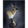 Image 1 : $1500.00 Credit towards Taxidermy #2