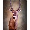 Image 2 : $1500.00 Credit towards Taxidermy #2