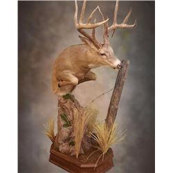 $1500.00 Credit towards Taxidermy #1