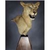 Image 2 : $1500.00 Credit towards Taxidermy #1