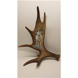 Dan Christ Print Dall Sheep on Moose Antler