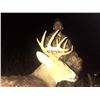 Image 2 : Wisconsin “Rut” Archery Whitetail Hunt