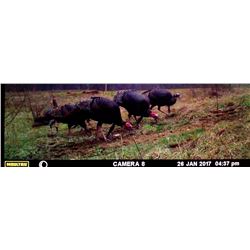 Turkey Hunt in Southern Ohio