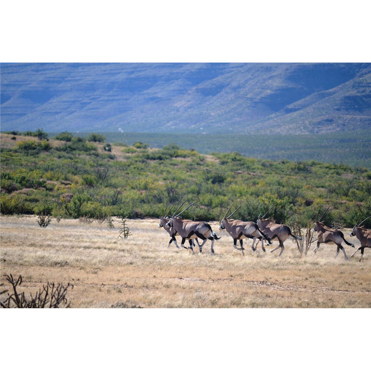 ORYX HUNT IN NEW MEXICO