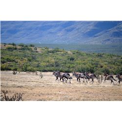 ORYX HUNT IN NEW MEXICO