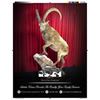 Image 2 : Life-Size Wild Sheep or Ibex Taxidermy