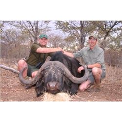Cape Buffalo and Sable Hunt