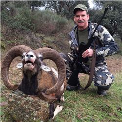 Trophy European Mouflon Hunt in Spain