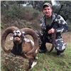 Image 1 : Trophy European Mouflon Hunt in Spain