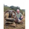 Image 2 : Trophy European Mouflon Hunt in Spain