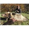 Image 1 : European Brown Bear in Croatia