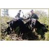 Image 2 : Spring Black Bear Hunt in Quebec
