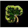 Image 1 : 0.05 ctw Diamond Leaf Brooch - 18KT Yellow Gold