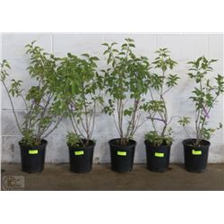 TWO GALLON POTTED COMMON LILAC X5