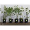 Image 1 : TWO GALLON POTTED COMMON LILAC X5