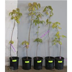 ONE GALLON POTTED MANITOBA MAPLE X5