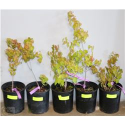 ONE GALLON POTTED AMUR MAPLE X5