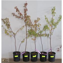 ONE GALLON POTTED PIN CHERRY X5
