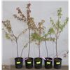 Image 1 : ONE GALLON POTTED PIN CHERRY X5