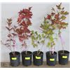 Image 1 : ONE GALLON POTTED HIGH BUSH CRANBERRY X5