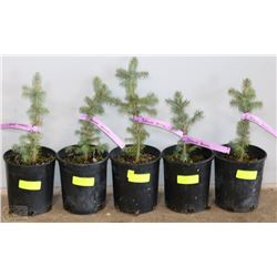 ONE GALLON POTTED COLORADO SPRUCE X5