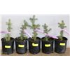 Image 1 : ONE GALLON POTTED COLORADO SPRUCE X5
