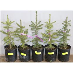 ONE GALLON POTTED WHITE SPRUCE X5