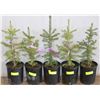 Image 1 : ONE GALLON POTTED WHITE SPRUCE X5