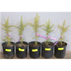 ONE GALLON POTTED SIBERIAN LARCH X5