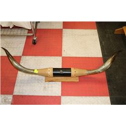 MOUNTED TEXAS LONGHORN STEER HORNS 51" LONG