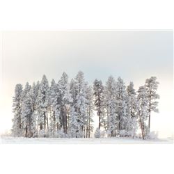 February Frost, by Julie Lubick