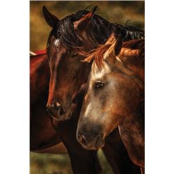 Equine Spirits, by Jeff Johnson