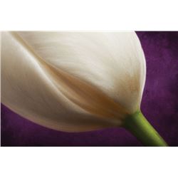 Pauline's Pride, by Jeff Johnson