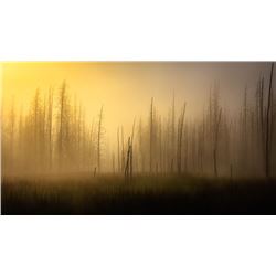 Sunrise in the Ghost Forest, by Julie Lubick