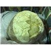 Image 1 : FOSSILIZED TURTLE SHELL