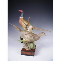 A pair of Royal Worcester porcelain ring-necked pheasants modelled by Ronald van Ruyckevelt da...